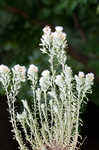 Annual trampweed